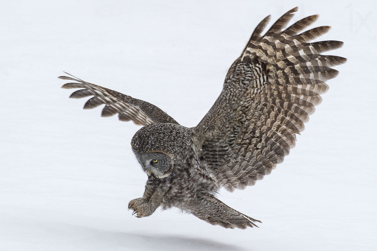 Owl Wings Poster och Canvastavla