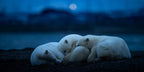 Dream Poster och Canvastavla