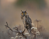 Long Eared Owl Poster och Canvastavla