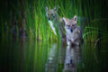 Golden jackal Poster och Canvastavla