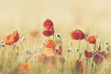 Spring mood! Poster och Canvastavla