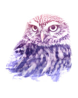 0013 Animal Watercolor Poster och Canvastavla
