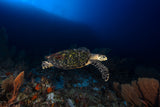 Hawksbill Turtle Poster och Canvastavla