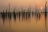 drowned forest ........... Poster och Canvastavla