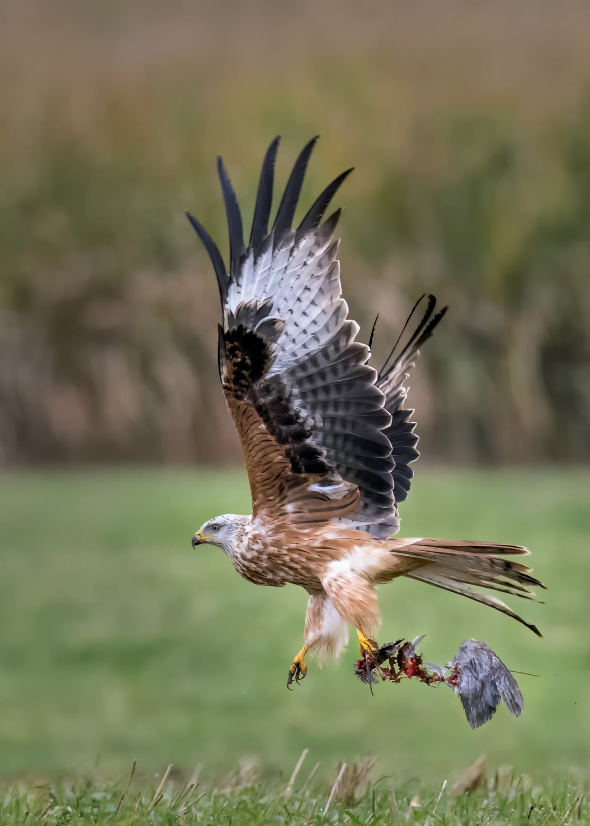 Red kite Poster och Canvastavla
