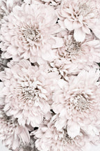 Chrysanthemum No 09 Poster och Canvastavla