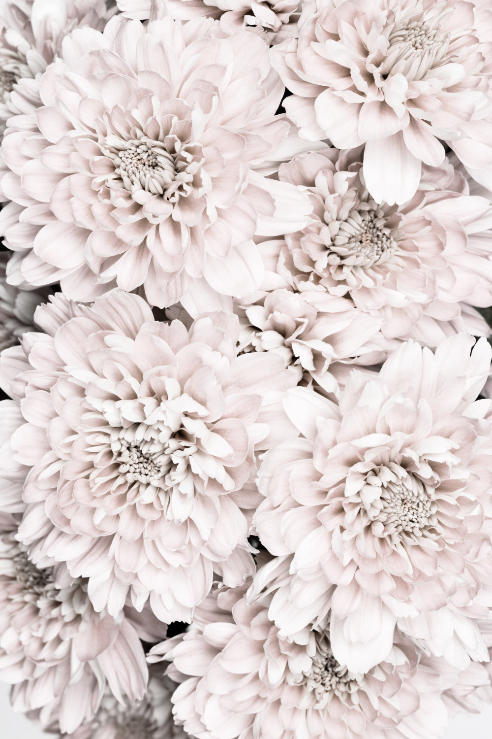 Chrysanthemum No 09 Poster och Canvastavla