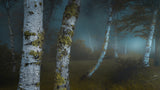Mystery Forest Poster och Canvastavla