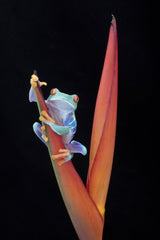 Red Eyed Tree Frog on a Tropical Flower Poster och Canvastavla