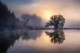 The old willow in the morning light Poster och Canvastavla