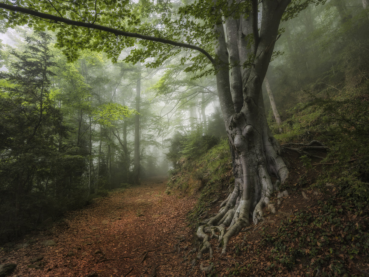 Into the forest Poster och Canvastavla