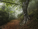 Into the forest Poster och Canvastavla