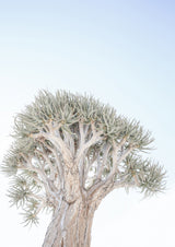 Quiver Tree Gk 05 Poster och Canvastavla