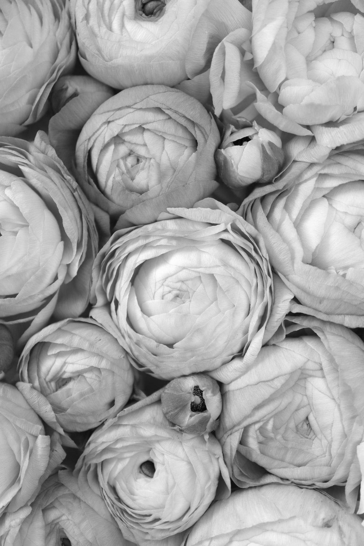 Gray ranunculus Poster och Canvastavla