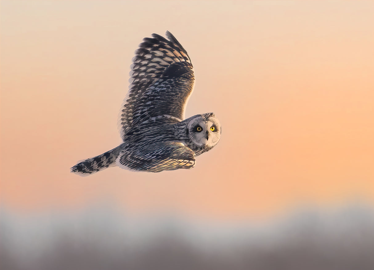 A short-eared owl hunting at Sunset Poster och Canvastavla