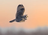 A short-eared owl hunting at Sunset Poster och Canvastavla