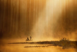 Golden silence Poster och Canvastavla