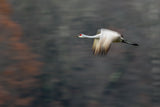 Sandhill Crane Flying Poster och Canvastavla