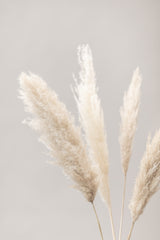 Pampas Grass Grey 06 Poster och Canvastavla