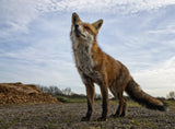 The curious Fox Poster och Canvastavla