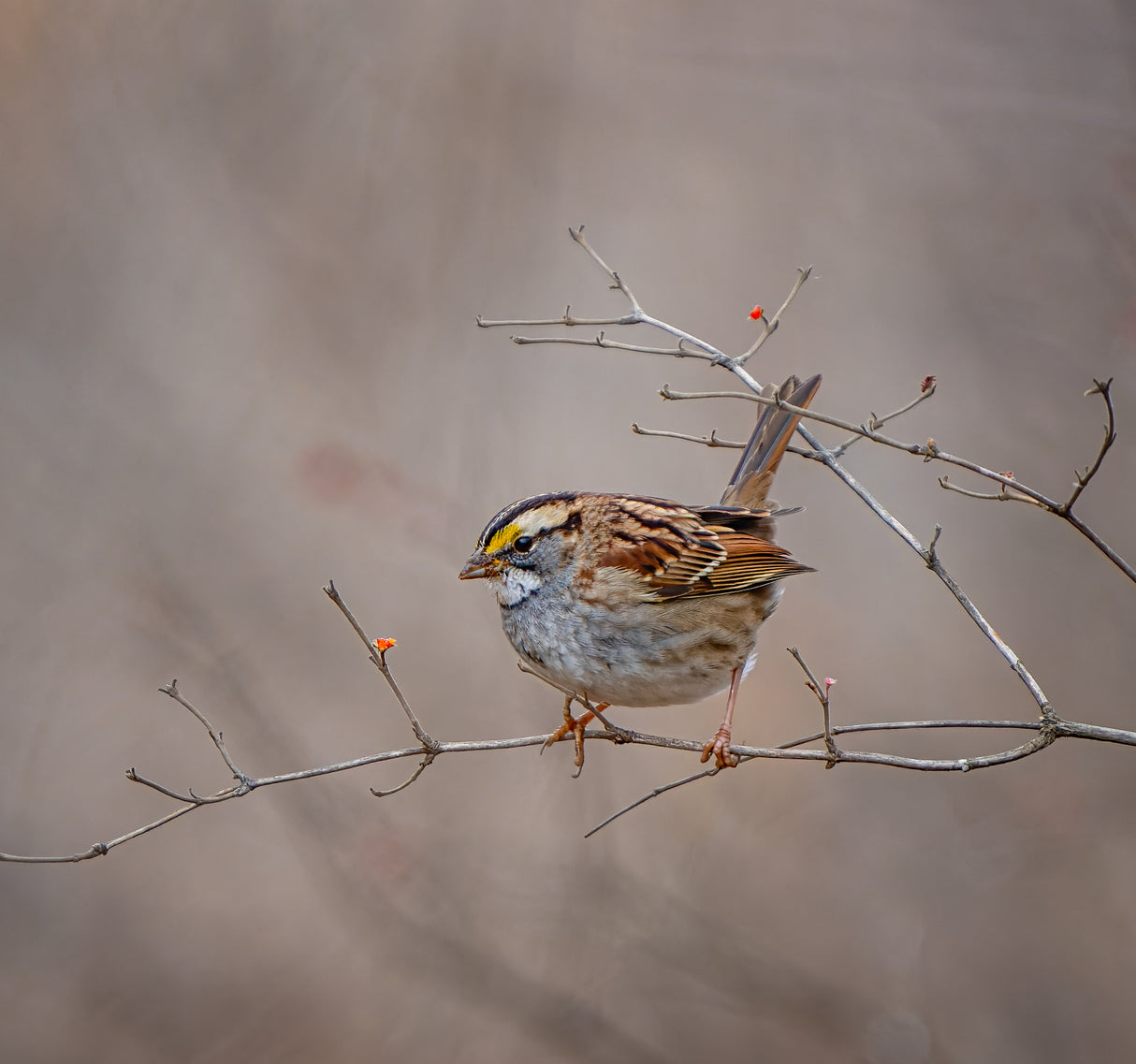 White throated sparrow Poster och Canvastavla