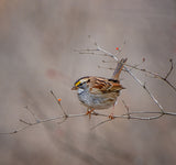 White throated sparrow Poster och Canvastavla