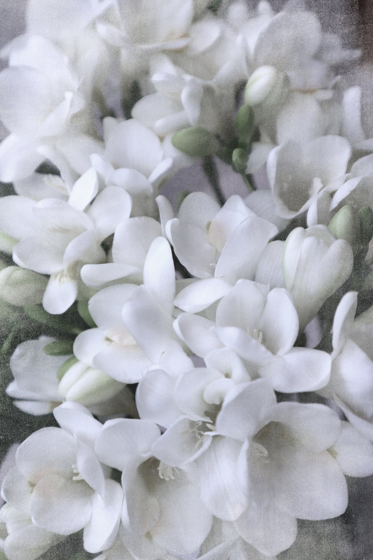 Distressed freesias IV Poster och Canvastavla