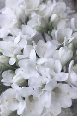 Distressed freesias IV Poster och Canvastavla
