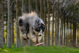 Dog and Frisbee Poster och Canvastavla