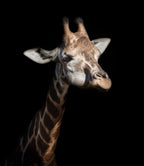 Giraffe in low key Poster och Canvastavla