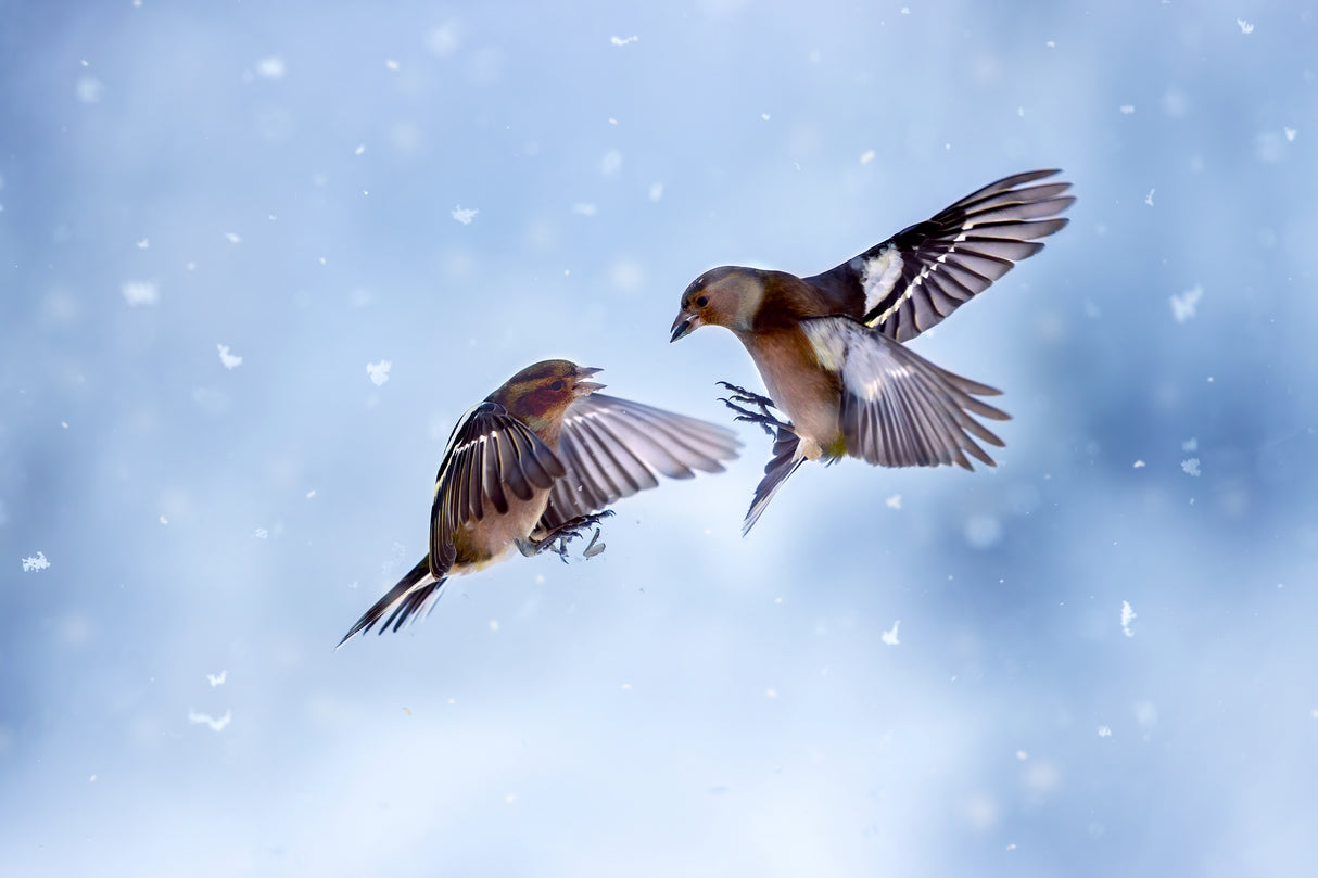 Battle in the snow Poster och Canvastavla