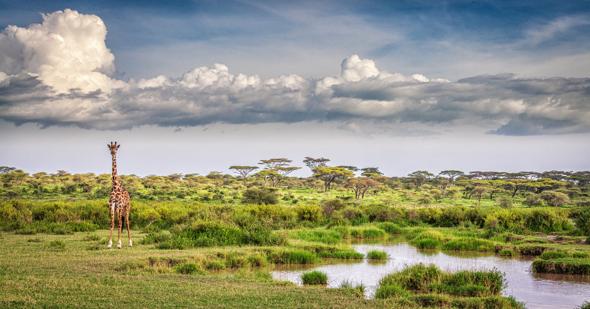 The Garden of Eden - Ndutu Poster och Canvastavla