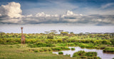The Garden of Eden - Ndutu Poster och Canvastavla