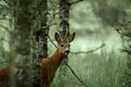 Roe deer Poster och Canvastavla