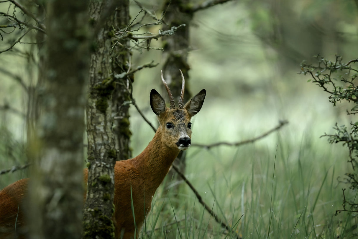 Roe deer Poster och Canvastavla