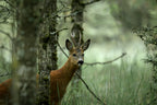 Roe deer Poster och Canvastavla