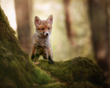 Fox cub Poster och Canvastavla