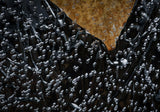Leaves in frozen water Poster och Canvastavla