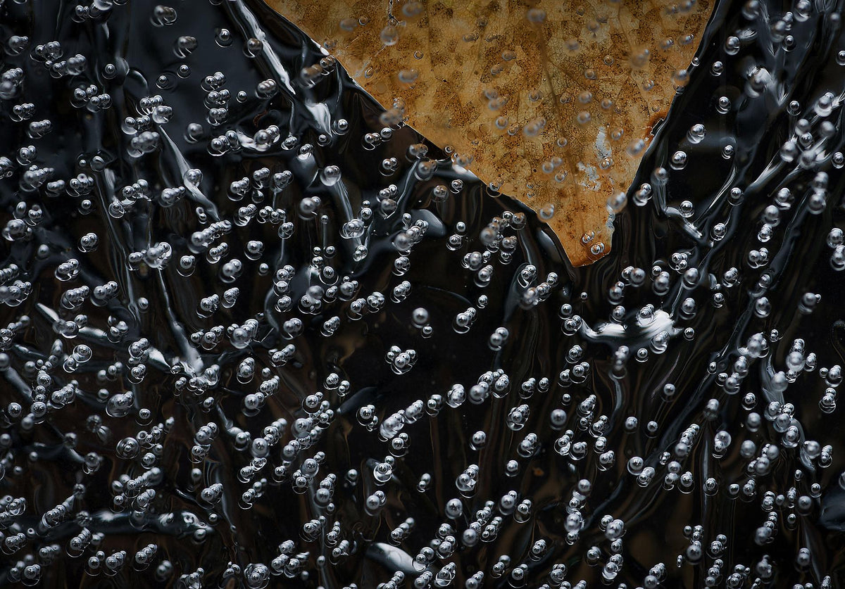 Leaves in frozen water Poster och Canvastavla