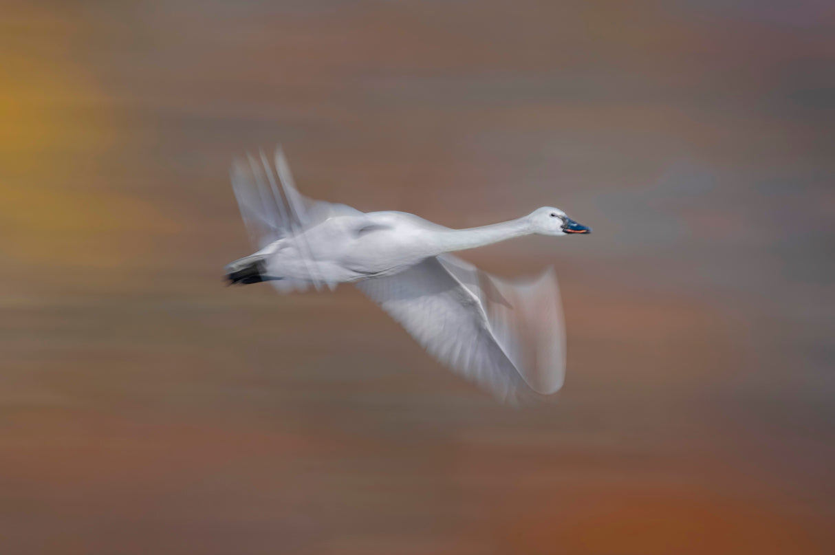 Tundra swan Poster och Canvastavla