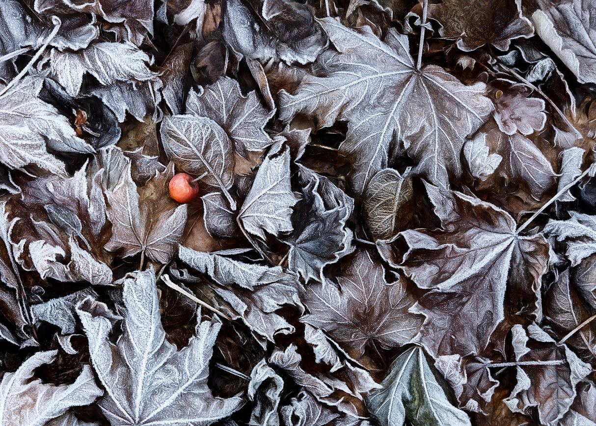 Frozen leaves Poster och Canvastavla