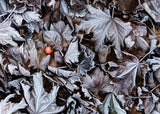 Frozen leaves Poster och Canvastavla