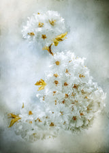 Cherry blossoms Poster och Canvastavla