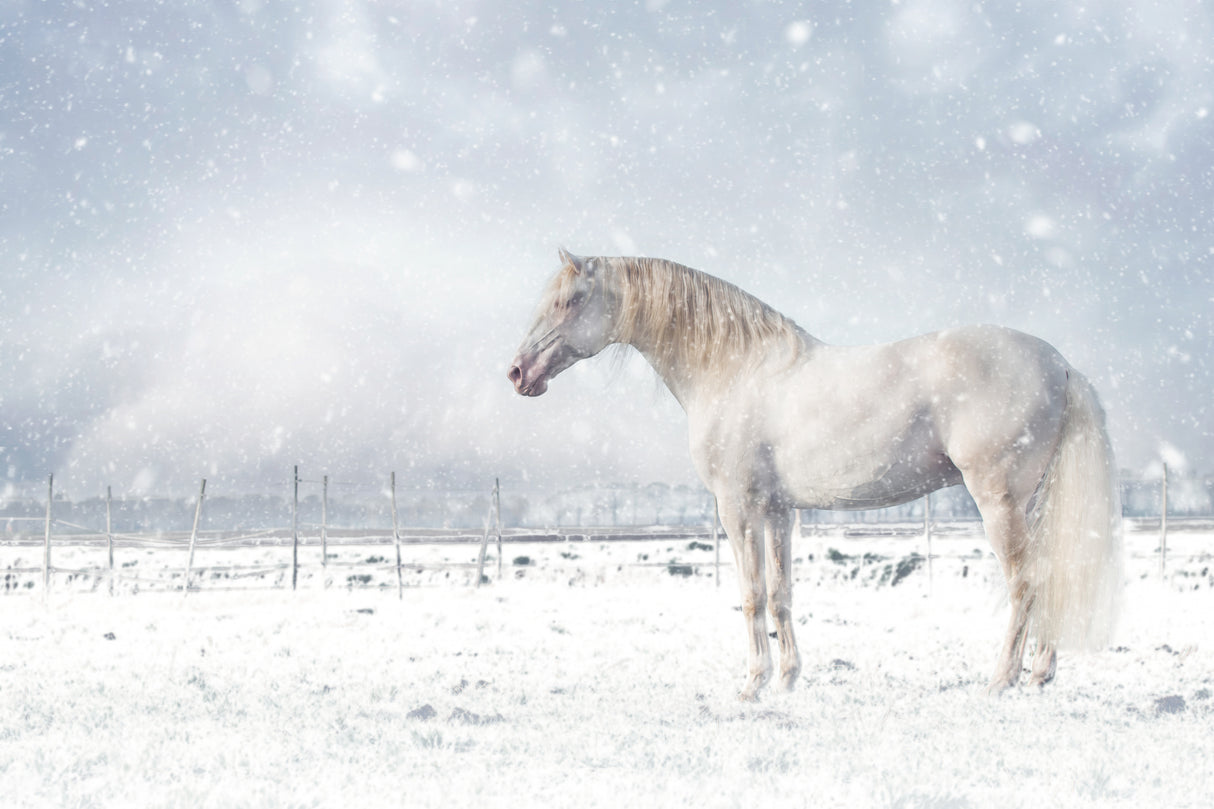 Let it snow... Poster och Canvastavla