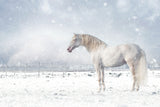 Let it snow... Poster och Canvastavla
