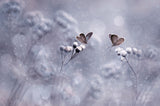 Winter With You Poster och Canvastavla