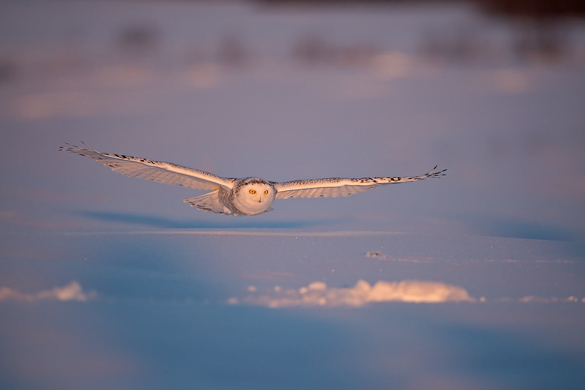 Flyby at dusk Poster och Canvastavla
