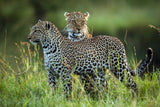 Leopard Family Poster och Canvastavla
