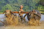 Plowing a Rice Field Poster och Canvastavla