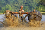 Plowing a Rice Field Poster och Canvastavla